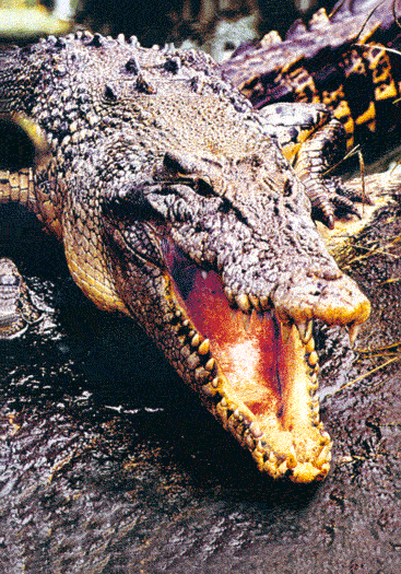 3D Spiral Notebook Aussie Animals Australian - 24 designs to choose from - fair-dinkum-gifts