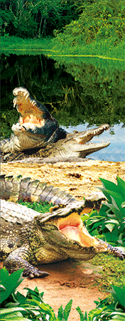 Pack of 5 x 3D Bookmarks LENTICULAR Book Marks Aussie Australian Theme Animals Souvenirs - fair-dinkum-gifts