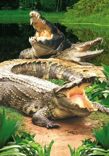 3D Spiral Notebook Aussie Animals Australian - 24 designs to choose from - fair-dinkum-gifts