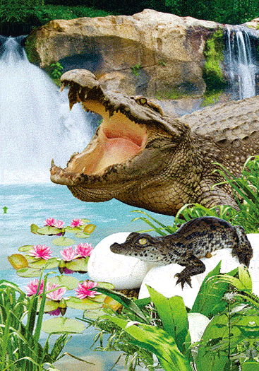 3D Spiral Notebook Aussie Animals Australian - 24 designs to choose from - fair-dinkum-gifts