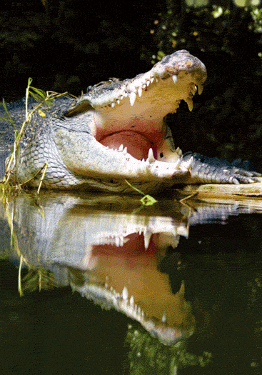 3D Spiral Notebook Aussie Animals Australian - 24 designs to choose from - fair-dinkum-gifts