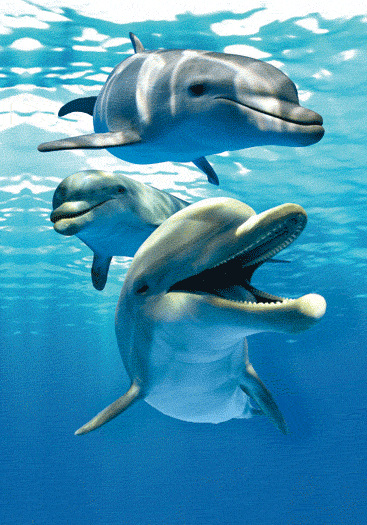 3D Spiral Notebook Aussie Animals Australian - 24 designs to choose from - fair-dinkum-gifts