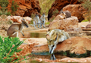 3D Postcard Aussie Themes Australian Animals Souvenir Group 3 - fair-dinkum-gifts