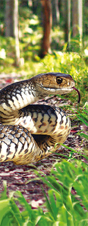 Pack of 5 x 3D Bookmarks LENTICULAR Book Marks Aussie Australian Theme Animals Souvenirs - fair-dinkum-gifts