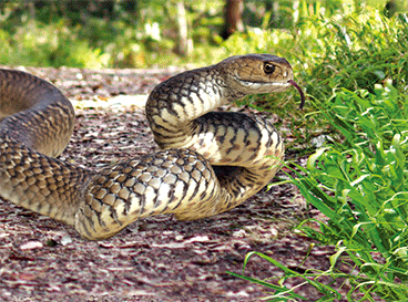3D Placemats Pack of 2 Australia 3D Lenticular Printed Aussie Animals Wildlife Designs - fair-dinkum-gifts