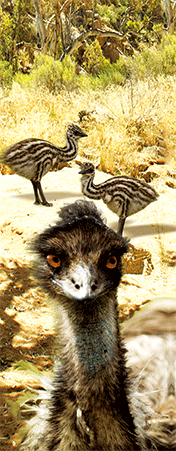 Pack of 5 x 3D Bookmarks LENTICULAR Book Marks Aussie Australian Theme Animals Souvenirs - fair-dinkum-gifts