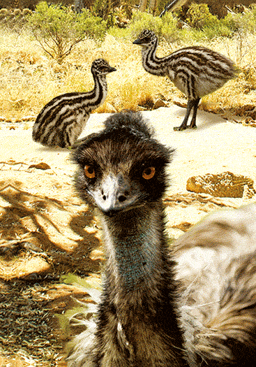 3D Spiral Notebook Aussie Animals Australian - 24 designs to choose from - fair-dinkum-gifts