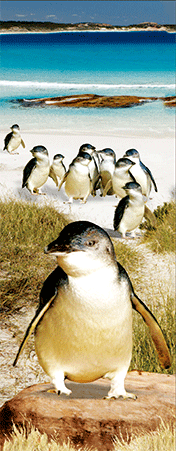 Pack of 5 x 3D Bookmarks LENTICULAR Book Marks Aussie Australian Theme Animals Souvenirs - fair-dinkum-gifts