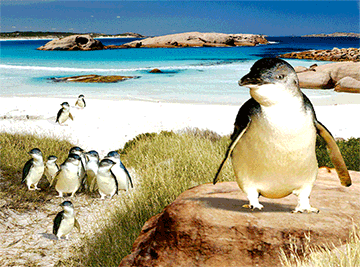 3D Placemats Pack of 2 Australia 3D Lenticular Printed Aussie Animals Wildlife Designs - fair-dinkum-gifts