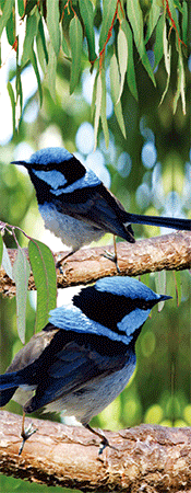 Pack of 5 x 3D Bookmarks LENTICULAR Book Marks Aussie Australian Theme Animals Souvenirs - fair-dinkum-gifts