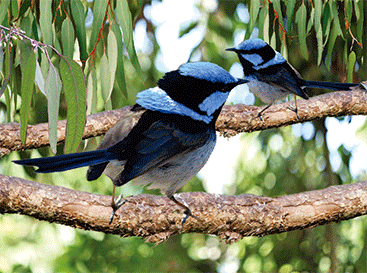 3D Placemats Pack of 2 Australia 3D Lenticular Printed Aussie Animals Wildlife Designs - fair-dinkum-gifts