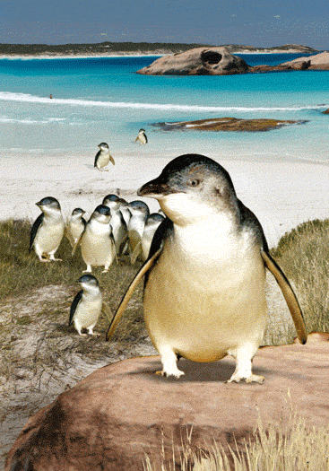 3D Spiral Notebook Aussie Animals Australian - 24 designs to choose from - fair-dinkum-gifts