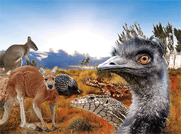 3D Placemats Pack of 2 Australia 3D Lenticular Printed Aussie Animals Wildlife Designs - fair-dinkum-gifts