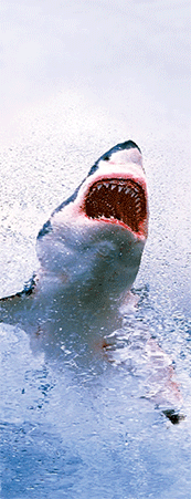 Pack of 5 x 3D Bookmarks LENTICULAR Book Marks Aussie Australian Theme Animals Souvenirs - fair-dinkum-gifts