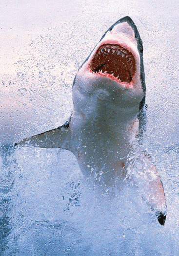 3D Spiral Notebook Aussie Animals Australian - 24 designs to choose from - fair-dinkum-gifts