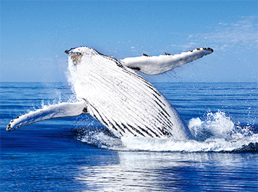 3D Placemats Pack of 2 Australia 3D Lenticular Printed Aussie Animals Wildlife Designs - fair-dinkum-gifts