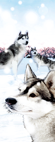 Pack of 5 x 3D Bookmarks LENTICULAR Book Marks Aussie Australian Theme Animals Souvenirs - fair-dinkum-gifts