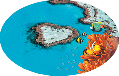 3D Oval Sticker Aussie Animals Australian Souvenirs Lenticular Bumper Stickers - fair-dinkum-gifts