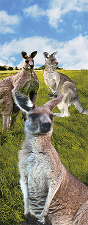 Pack of 5 x 3D Bookmarks LENTICULAR Book Marks Aussie Australian Theme Animals Souvenirs - fair-dinkum-gifts