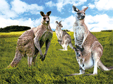 3D Placemats Pack of 2 Australia 3D Lenticular Printed Aussie Animals Wildlife Designs - fair-dinkum-gifts