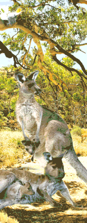 Pack of 5 x 3D Bookmarks LENTICULAR Book Marks Aussie Australian Theme Animals Souvenirs - fair-dinkum-gifts