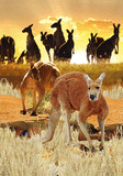 3D Spiral Notebook Aussie Animals Australian - 24 designs to choose from - fair-dinkum-gifts