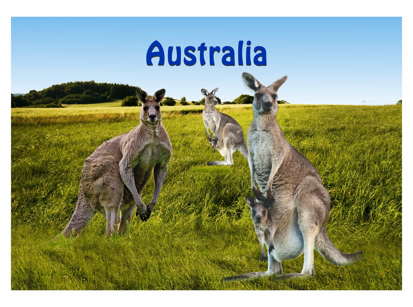 Microfibre Teatowels Australian Designs