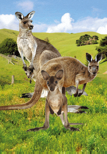 3D Spiral Notebook Aussie Animals Australian - 24 designs to choose from - fair-dinkum-gifts