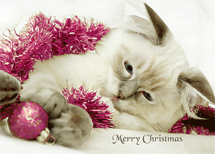 3D Printed Christmas Greeting Cards Aussie Australian Santa CLEARANCE - fair-dinkum-gifts