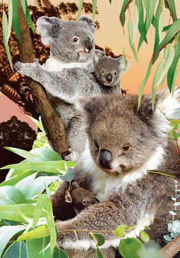 3D Spiral Notebook Aussie Animals Australian - 24 designs to choose from - fair-dinkum-gifts