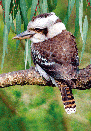 3D Spiral Notebook Aussie Animals Australian - 24 designs to choose from - fair-dinkum-gifts