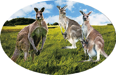 3D Oval Sticker Aussie Animals Australian Souvenirs Lenticular Bumper Stickers - fair-dinkum-gifts
