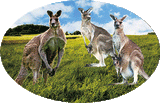 3D Oval Sticker Aussie Animals Australian Souvenirs Lenticular Bumper Stickers - fair-dinkum-gifts