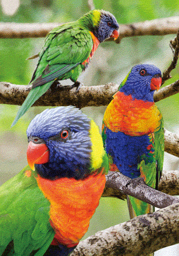 3D Spiral Notebook Aussie Animals Australian - 24 designs to choose from - fair-dinkum-gifts