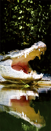 Pack of 5 x 3D Bookmarks LENTICULAR Book Marks Aussie Australian Theme Animals Souvenirs - fair-dinkum-gifts