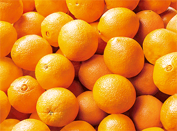 3D Placemats Pack of 2 Australia 3D Lenticular Printed Aussie Animals Wildlife Designs - fair-dinkum-gifts