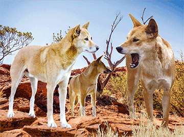 3D Placemats Pack of 2 Australia 3D Lenticular Printed Aussie Animals Wildlife Designs - fair-dinkum-gifts