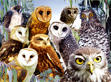 3D Placemats Pack of 2 Australia 3D Lenticular Printed Aussie Animals Wildlife Designs - fair-dinkum-gifts