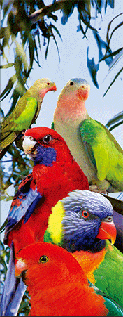 Pack of 5 x 3D Bookmarks LENTICULAR Book Marks Aussie Australian Theme Animals Souvenirs - fair-dinkum-gifts