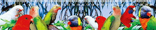 3D Ruler 30cm Aussie Animals Australian Native Designs Lenticular Printed - fair-dinkum-gifts
