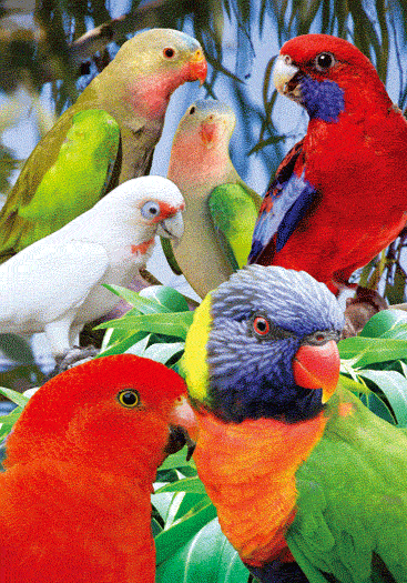 3D Spiral Notebook Aussie Animals Australian - 24 designs to choose from - fair-dinkum-gifts