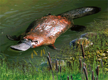 3D Placemats Pack of 2 Australia 3D Lenticular Printed Aussie Animals Wildlife Designs - fair-dinkum-gifts