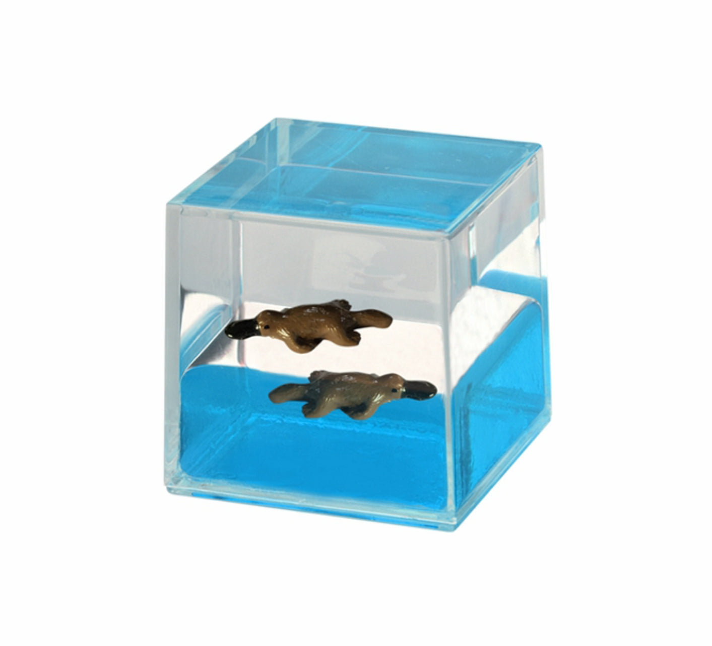 Oily Water Cubes Aussie Gifts Souvenirs Paperweights Coloured Liquid with Floaters - fair-dinkum-gifts