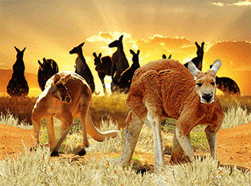 3D Placemats Pack of 2 Australia 3D Lenticular Printed Aussie Animals Wildlife Designs - fair-dinkum-gifts