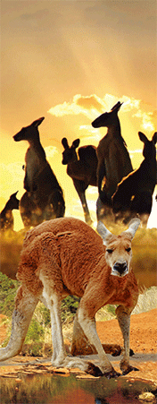 Pack of 5 x 3D Bookmarks LENTICULAR Book Marks Aussie Australian Theme Animals Souvenirs - fair-dinkum-gifts