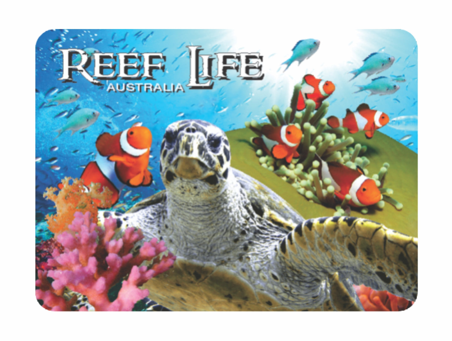 3D Placemats Pack of 2 Australia 3D Lenticular Printed Aussie Animals Wildlife Designs - fair-dinkum-gifts