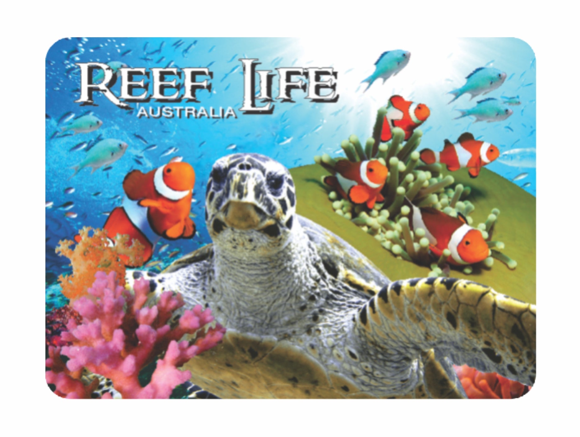 3D Placemats Pack of 2 Australia 3D Lenticular Printed Aussie Animals Wildlife Designs - fair-dinkum-gifts