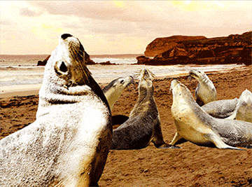 3D Placemats Pack of 2 Australia 3D Lenticular Printed Aussie Animals Wildlife Designs - fair-dinkum-gifts