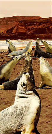 Pack of 5 x 3D Bookmarks LENTICULAR Book Marks Aussie Australian Theme Animals Souvenirs - fair-dinkum-gifts