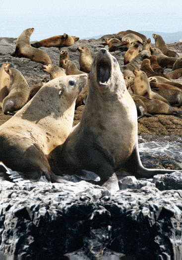 3D Spiral Notebook Aussie Animals Australian - 24 designs to choose from - fair-dinkum-gifts